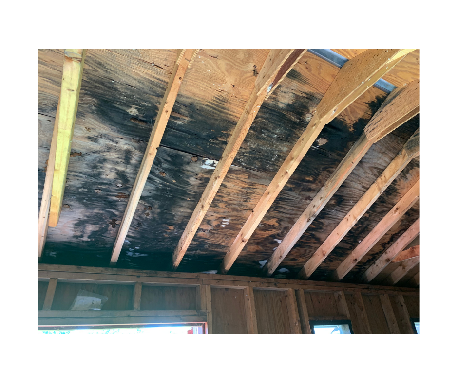 Mold remediation